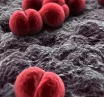 Meningococcal Vaccines