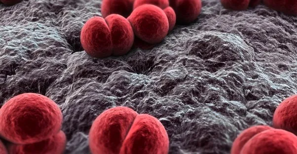 Meningococcal Vaccines